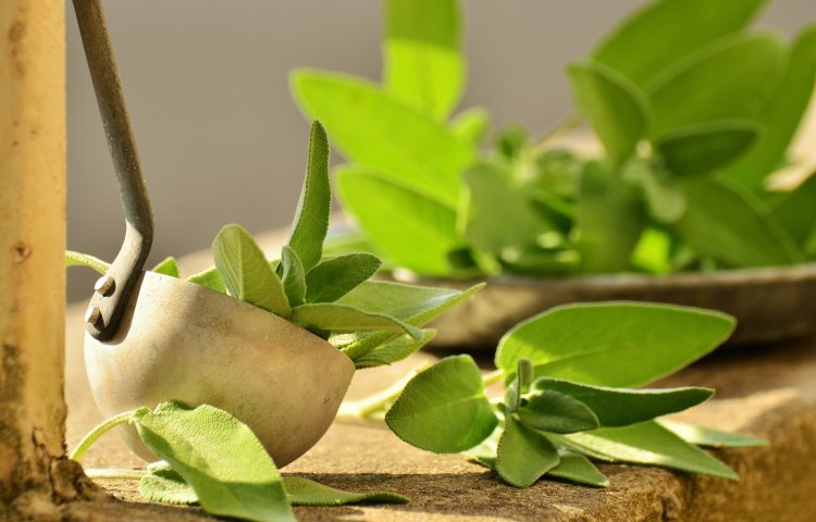 Chlorofil – Zielony eliksir młodości