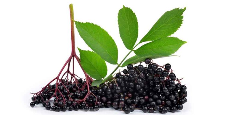 Czarny bez dla zdrowia i urody