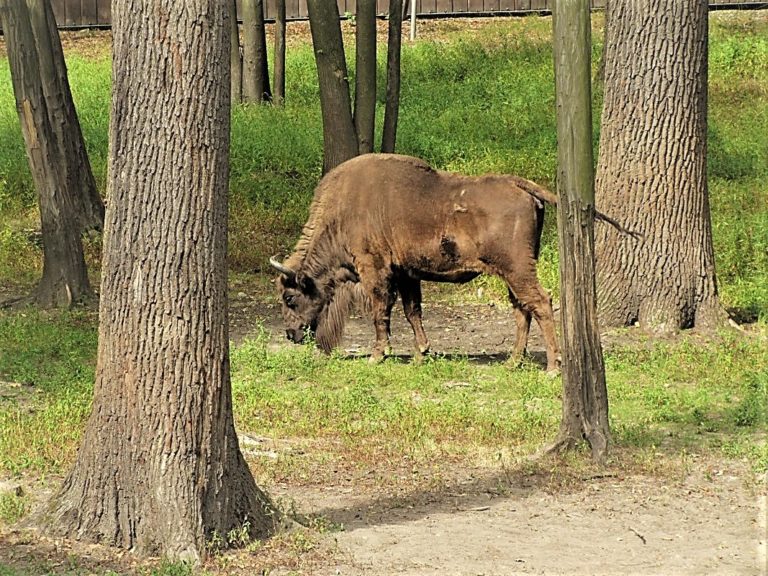 Majówka 2018 na Śląsku i w okolicach. Poznaj 4 miejsca warte odwiedzenia