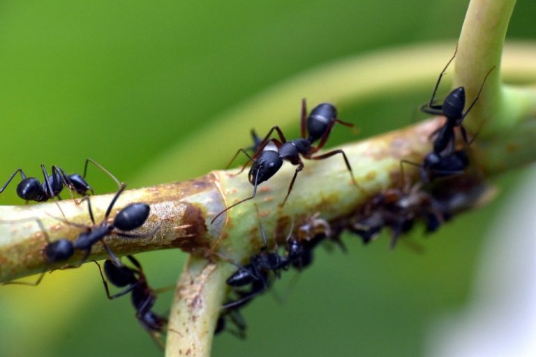 Naturalne sposoby zwalczania niechcianych lokatorów