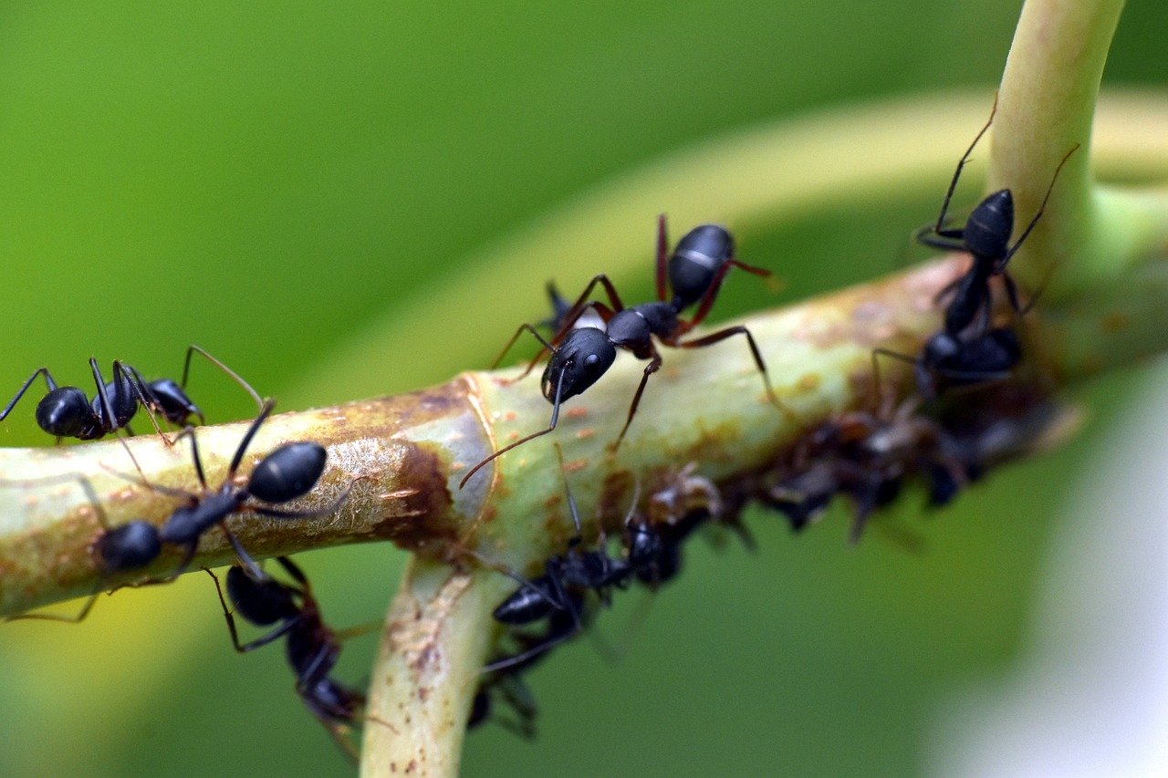 Naturalne sposoby zwalczania niechcianych lokatorów