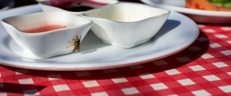Czy koniec wakacji to koniec robactwa? Sezon na osy dopiero się rozpoczyna!